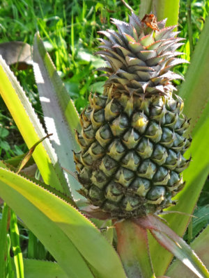 A pineapple growing in the garden of the Sambo Village Hotel, Kompong Thom Province, Cambodia