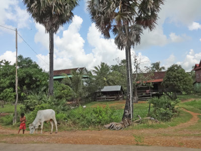 A boy and his cow in a rural area - while we were traveling in SUVs on a dirt road to Siem Reap, Cambodia