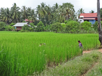 A rice field at the entrance to a small village - near the Roluos Group of temples and monuments