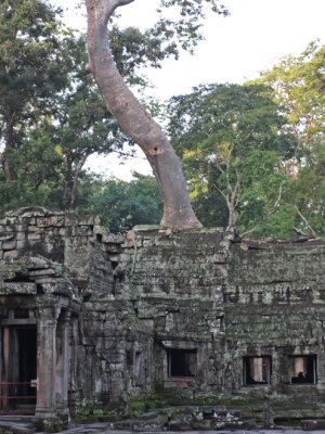Ta Prohm Temple - in Angkor, Siem Reap Province, Cambodia