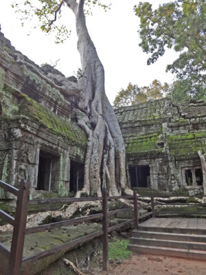 Ta Prohm Temple - eerily beautiful and other worldly - nature was conquered to create it - nature now is reclaiming it