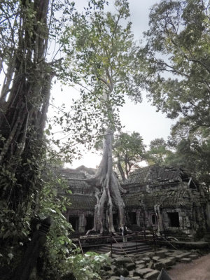 Ta Prohm Temple - eerily beautiful and other worldly - nature was conquered to create it - nature now is reclaiming it
