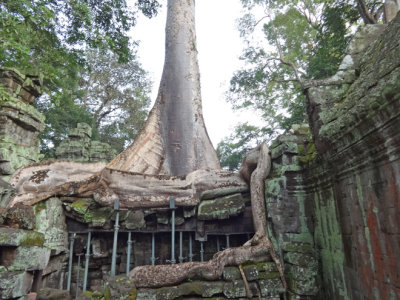 Ta Prohm Temple  - in Angkor, Siem Reap Province, Cambodia