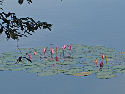 Wate lillies -  Angkor Thom, Siem Reap Province, Cambodia