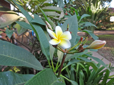 A flower at the Artisans d'Angkor cooperative - Siem Reap, Cambodia