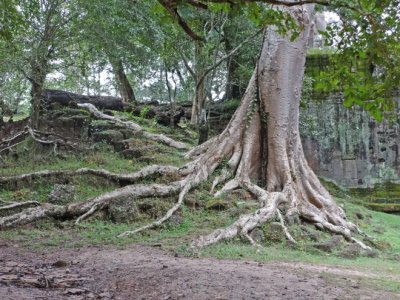 A banyon tree at the north gate entrance to Angkor Thom - on our way to Preah Khan - Siem Reap Province, Cambodia