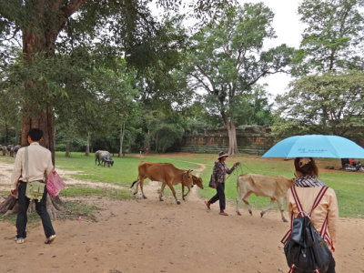 Cows being herded on a road near the East Mebon Temple - Angkor, Siem Reap Province, Cambodia