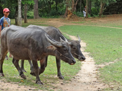 Water buffalo being herded on a road near the East Mebon Temple - Angkor, Siem Reap Province, Cambodia
