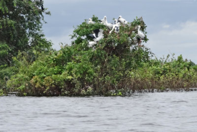 A nest colony of Asian Openbill Storks on an island in the flooded forest/wetlands next to Tonle Sap Lake