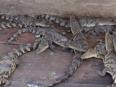 Crocodiles in a crate at a crocodile farm on Tonle Sap Lake, Siem Reap Province, Cambodia