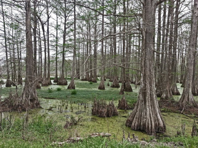 Swamp next to a dirt back road in southwestern Louisiana