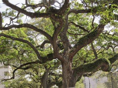 Tree in the Garden District of New Orleans