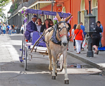 A buggy ride - part of a wedding celebration in the French Quarter of New Orleans