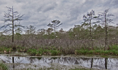  Hundreds of nesting egrets next to a swamp off a dirt back road in southwestern Louisiana
