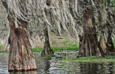 Heron on Lake Martin in southwestern Louisiana