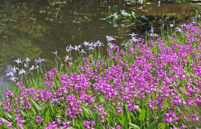 Irises in the East Garden of the Imperial Palace - Tokyo