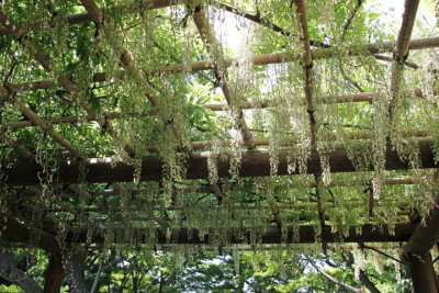 Plants hanging overhead in the East garden of the Imperial Palace - Tokyo
