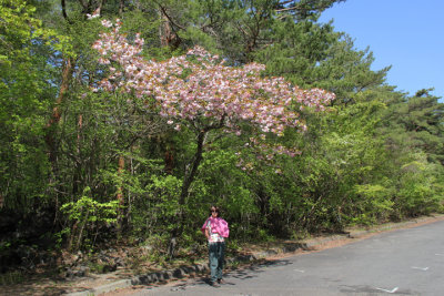 Judy under cherry blossoms at the Yamanashi Prefecture Fuji Visitor Center