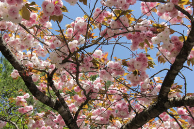  Cherry blossoms at the Yamanashi Prefecture Fuji Visitor Center