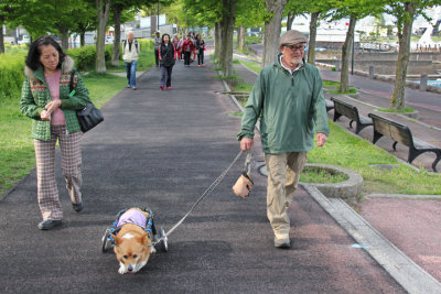 Man walking his dog Kiko with a wheeled cart to support the dog's rear - near Lake Suwa in Suwa-shi