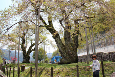 Judy near two huge cherry trees (Shokawa-Zakura) each over 400 years old seen while traveling from Takayama to Kanazawa