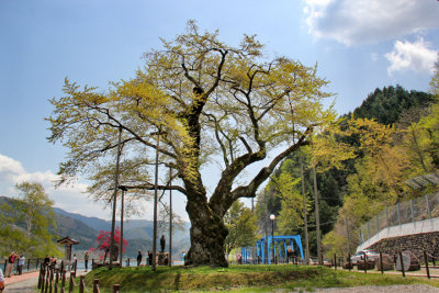 One of two huge cherry trees (Shokawa-Zakura) over 400 years old  seen while traveling from Takayama to Kanazawa