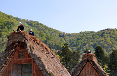 Workers repairing the thatched roof of a Gassho style house in the Gassho-zukuri Village in Shirakawa-go
