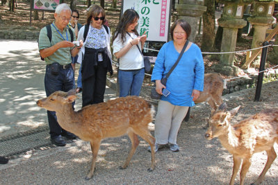 Judy, Roland, Sarah, Norma and deer near the path to Kasuga Taisha (a Shinto shrine) in Nara Park in Nara