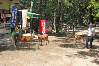Deer near the path to Kasuga Taisha (a Shinto shrine) in Nara Park in Nara. We saw a newborn celebration ceremony at the Shrine.