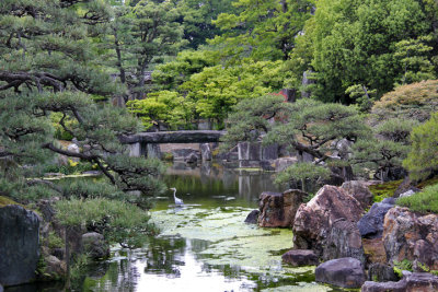 Egret in Ninomaru Garden - a traditional Japanese landscape garden in Nijo Castle in Kyoto