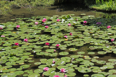 Water lillies on a pond at the garden of the Heian-jingu Shrine in Kyoto