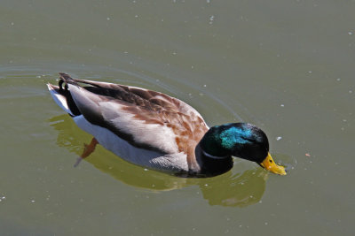 Duck in a pond at the garden of the Heian-jingu Shrine in Kyoto