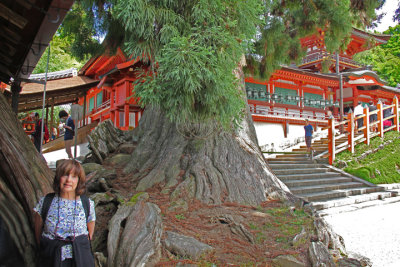 Judy next to a thousand year old Japanese cedar (Honsha-osugi) at Kasuga Taisha (a Shinto shrine) in Nara Park in Nara