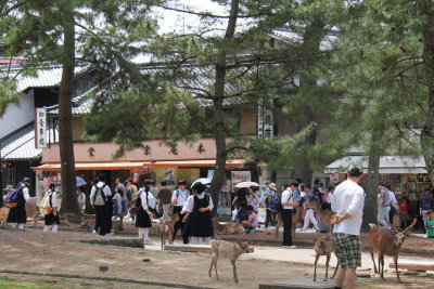 Schoolchildren and deer in Nara Park in Nara