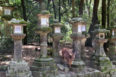 A deer near the stone lanterns on the path to Kasuga Taisha (a Shinto shrine) in Nara Park in Nara