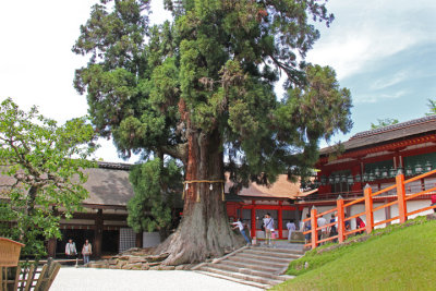 A thousand year old Japanese cedar (Honsha-osugi) at Kasuga Taisha (a Shinto shrine) in Nara Park in Nara