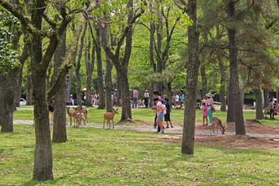 Deer in Nara Park - seen while walking from Kasuga Taisha (a Shinto shrine) to Todaiji (a Buddhist temple) in Nara Park in Nara