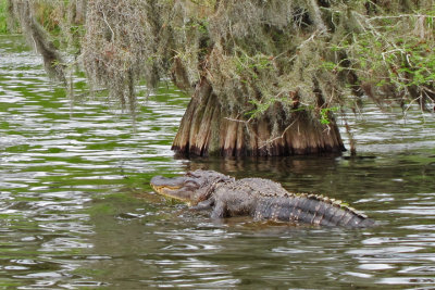 Alligator in Lake Martin in southwestern Louisiana - as seen from our boat