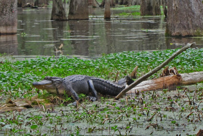 Alligator in Lake Martin in southwestern Louisiana - as seen from our boat