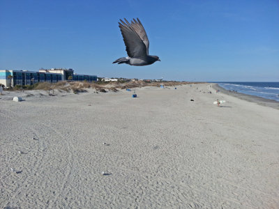A pigeon flying above the beach (as seen from the fishing pier) - East Coast of Tybee Island 