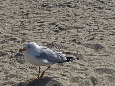 A seagull - East Coast of Tybee Island