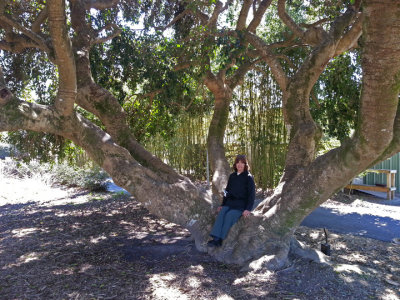 Judy on a picturesque Lord's Holly (Ilex Rotunda) tree at the Coastal Georgia Botanical Gardens - Savannah