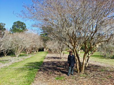 Judy near a line of crepe myrtle trees at the Coastal Georgia Botanical Gardens - Savannah