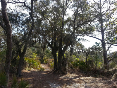 Trail to a sea water marsh - part of our private, guided tour of the marsh - Tybee Island