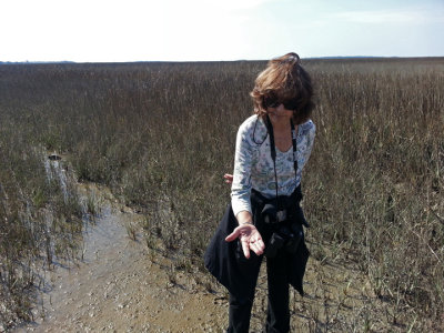 Judy examining insects in a sea marsh - part of our private, guided tour of the marsh - Tybee Island