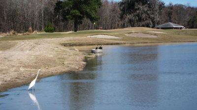 Egret and ducks at the Crosswinds Golf Club in Savannah. David and I played here.