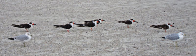 Birds on the beach - East Coast of Tybee Island
