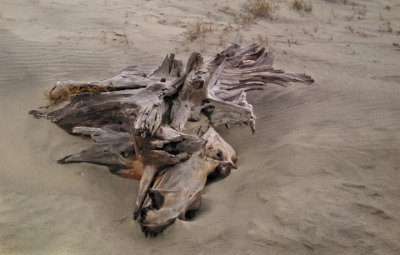 Driftwood on the beach - East Coast of Tybee Island