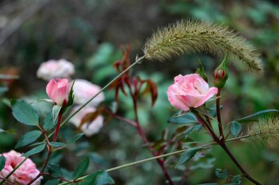 autumn rose 2