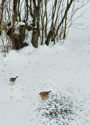 female cardinal